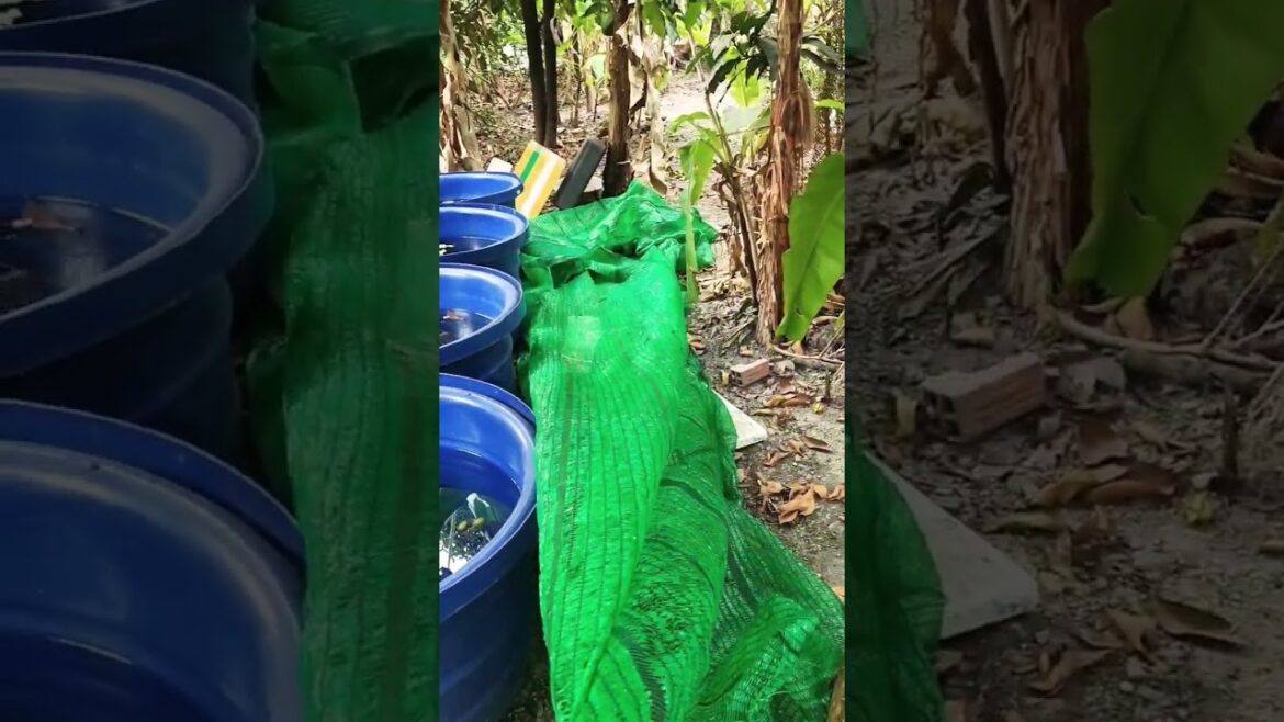 Ai nuôi cá chắc đã từng