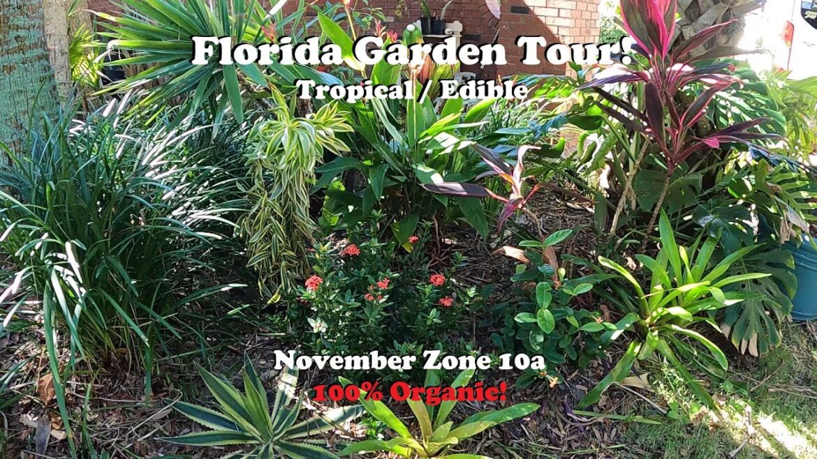 Florida Organic Tropical / Edible Garden Tour | Zone 10a November