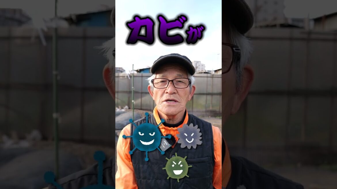 家庭菜園や農園のニンニク栽培で株元が腐る病気の原因はなに?【農家直伝】 #shorts /Garlic cultivation tips for disease control. 家庭菜園や農園のニンニク栽培で株元が腐る病気の原因はなに?【農家直伝】 #shorts /Garlic cultivation tips for disease control.