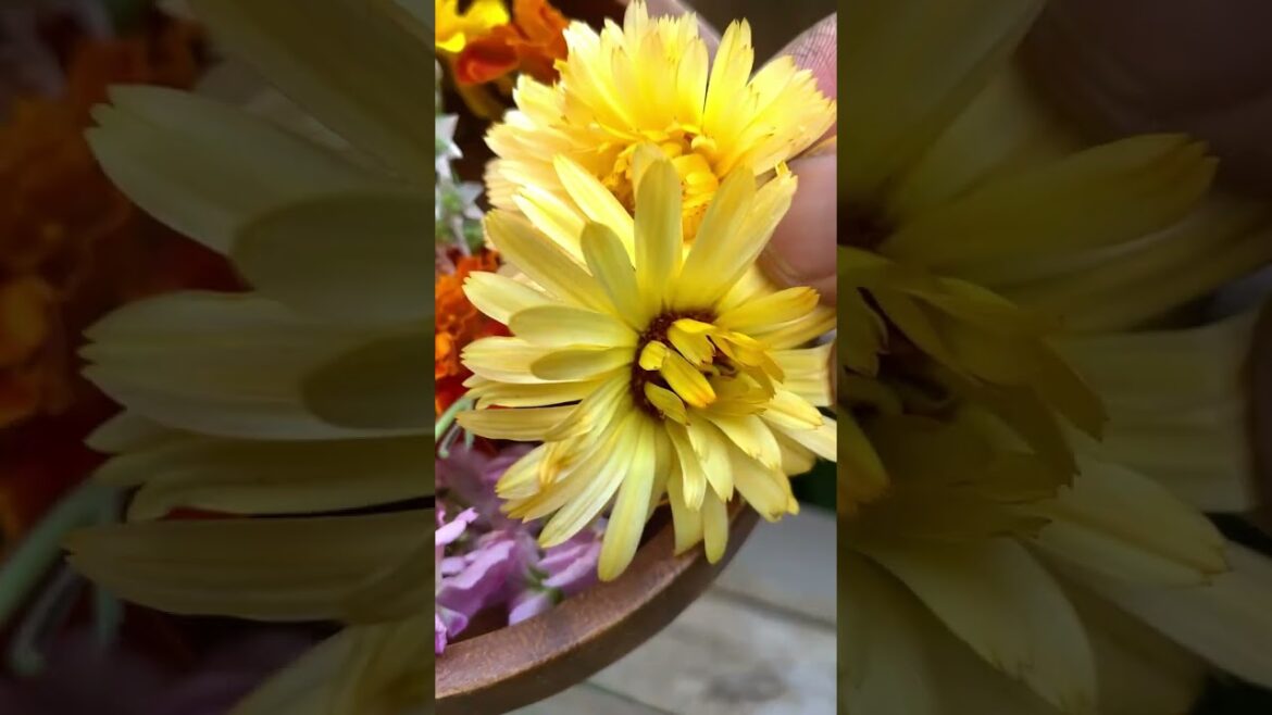 Edible medicinal flowers that can also protect your garden vegetables. Edible medicinal flowers that can also protect your garden vegetables.