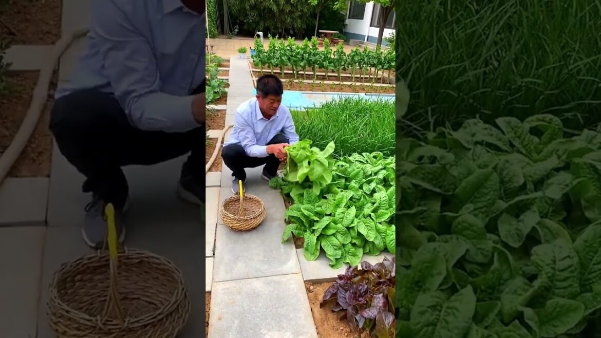 happened with garden at home happened with garden at home