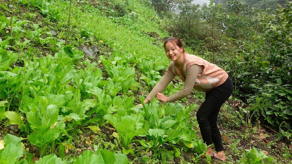 FULL VIDEO: 45 days harvest vegetable in organic garden, pickled cabbage. My Daily Life