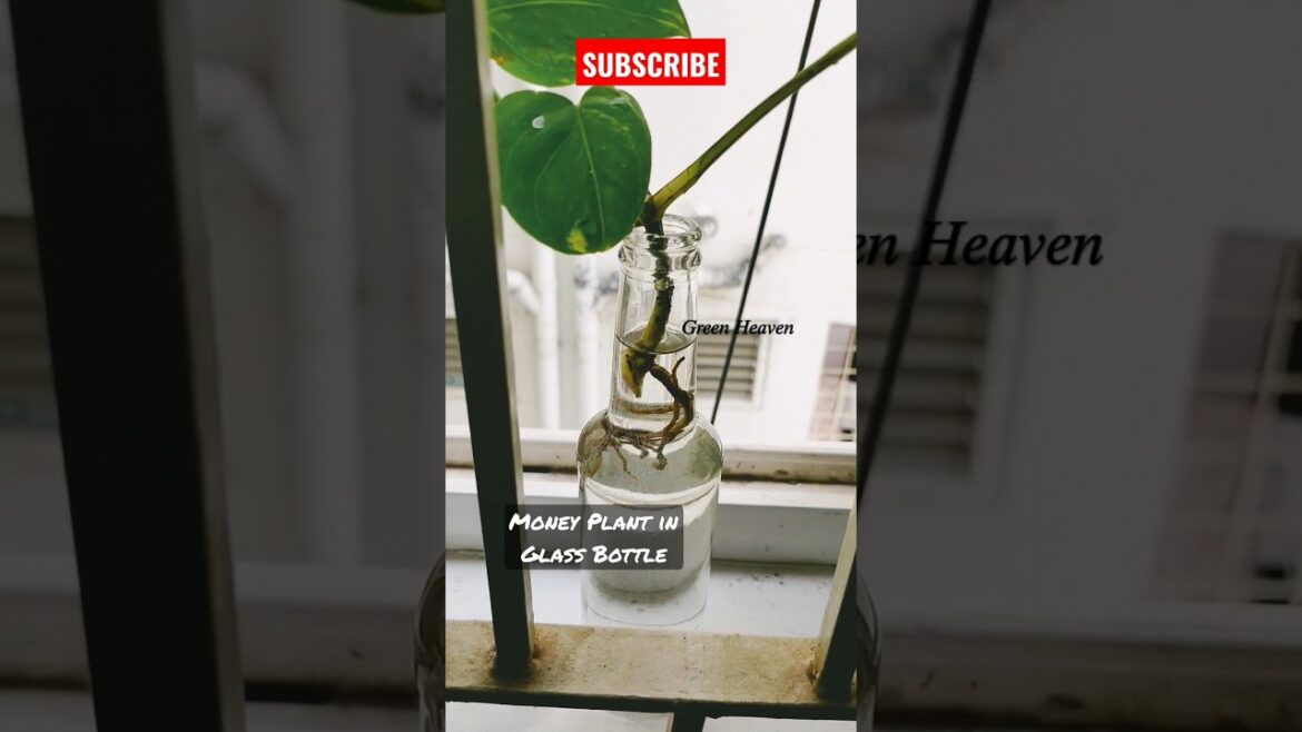 Grow Pothos in Glass Bottle😍❤️💕🌿☘️#shorts #short #viral #youtubeshorts #trending #video #reels #2023 Grow Pothos in Glass Bottle😍❤️💕🌿☘️#shorts #short #viral #youtubeshorts #trending #video #reels #2023
