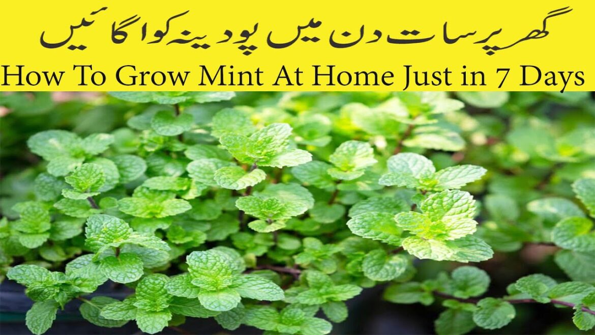 How To Grow Mint At Home Just In 7 Days