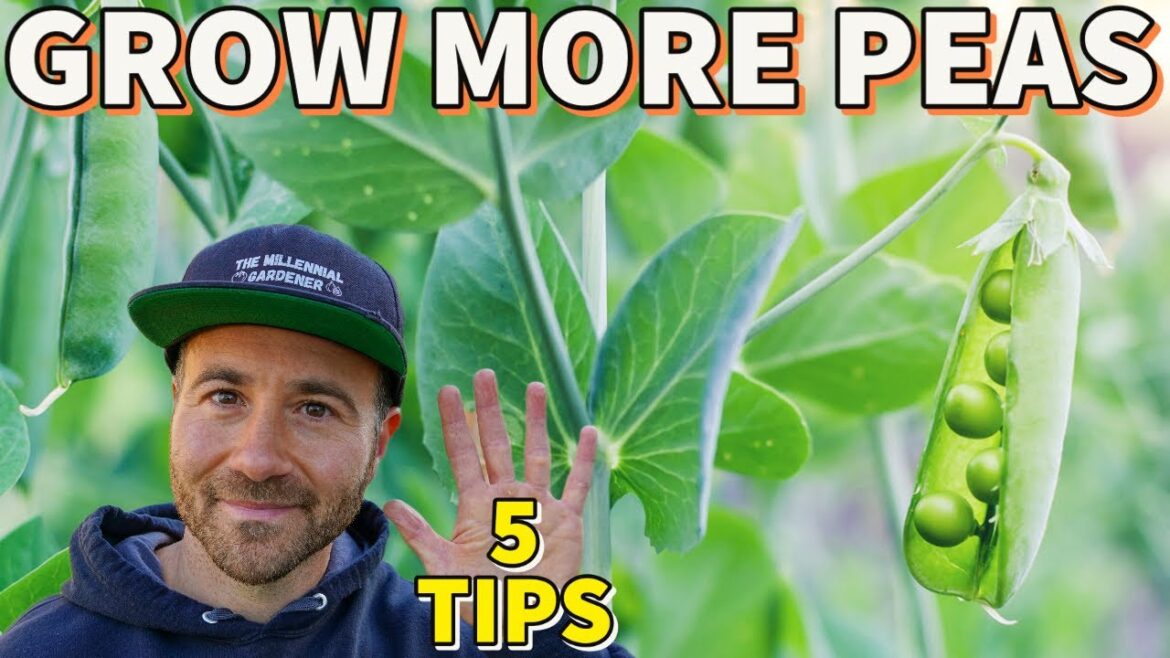 5 Garden Secrets That Will Help You GROW MORE PEAS! 5 Garden Secrets That Will Help You GROW MORE PEAS!