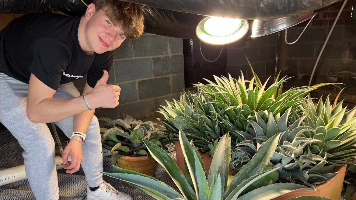 January Container Garden Tour zone 7