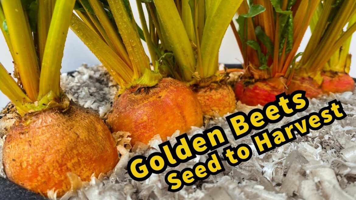 Growing Golden Beetroot from Seed to Harvest in Container Garden