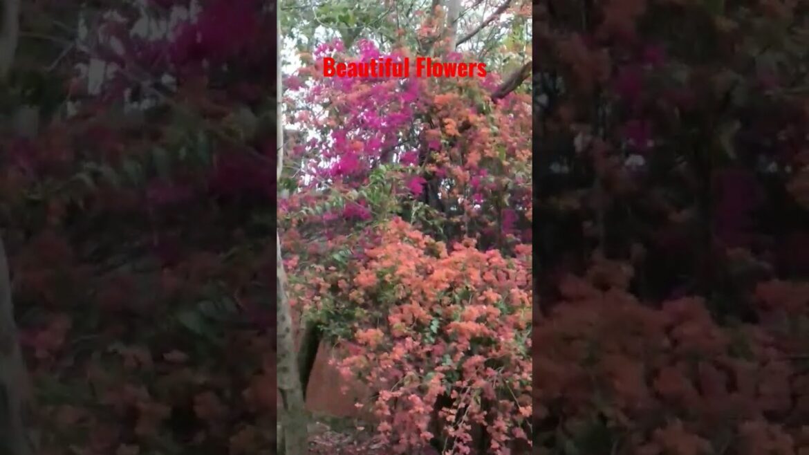 Beautiful Flowers in Gardens| खुबसूरत फूल बगीचे में💐|Flowers| #flowers #redflower#shorts #shortsfeed
