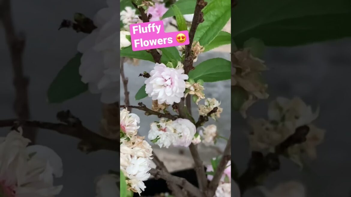 Flowering ALMOND 🤩 #shorts #spring #almond #almonds #gardening #flowers