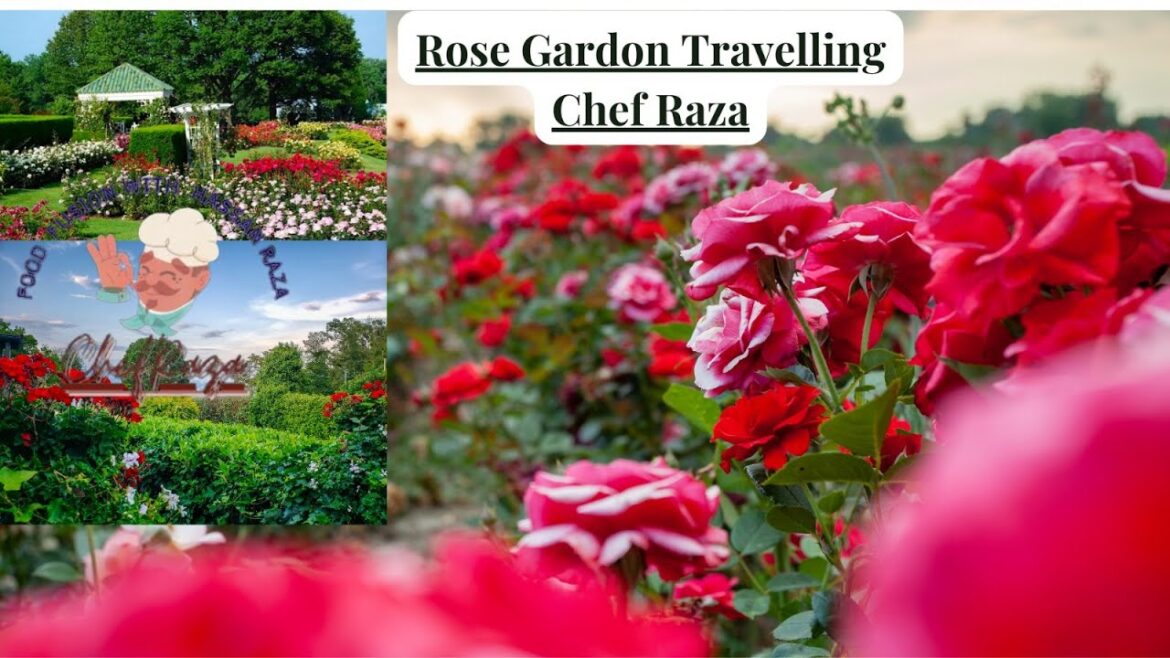 GARDENING travelling | Best Fertilizer For Rose Plant & Care GARDENING travelling | Best Fertilizer For Rose Plant & Care