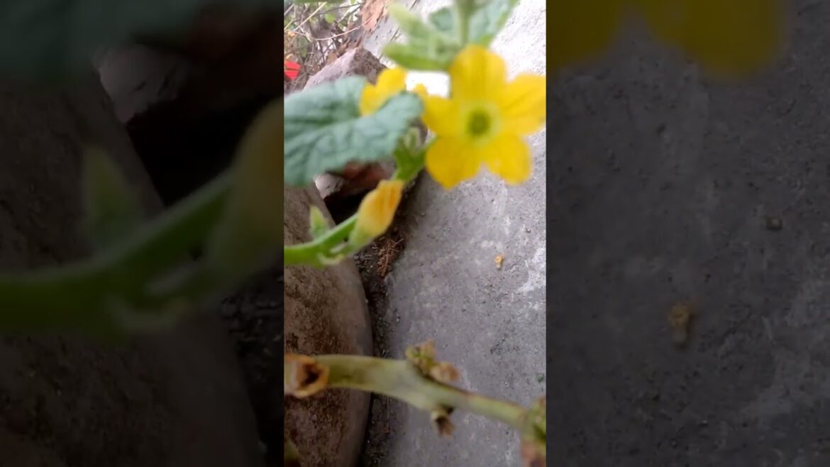 Forest Rear Flowers #shorts #trendingshorts #viral #forest #animals #shortsfeed #flowers HD #2023