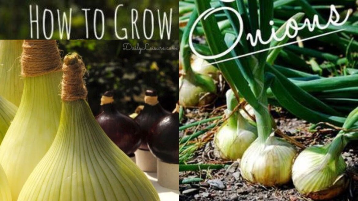 How to Grow Onions at Home: A Complete Guide for Beginners #VegetableGardening #onion How to Grow Onions at Home: A Complete Guide for Beginners #VegetableGardening #onion