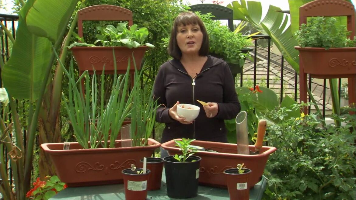 Planting a Container Salsa Garden