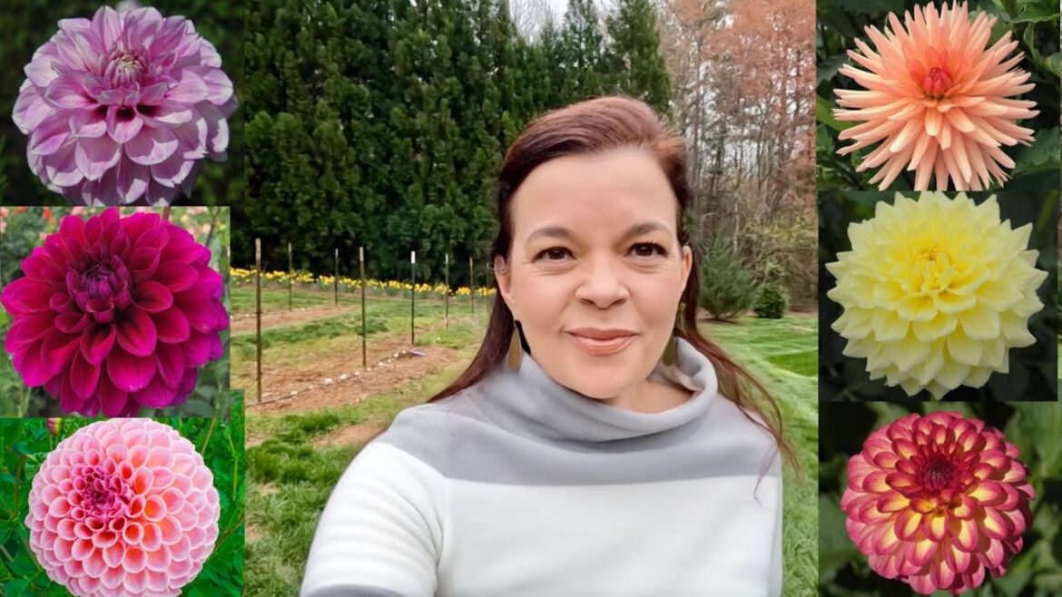 Gorgeous New Dahlias For The Garden | Gardening with Creekside