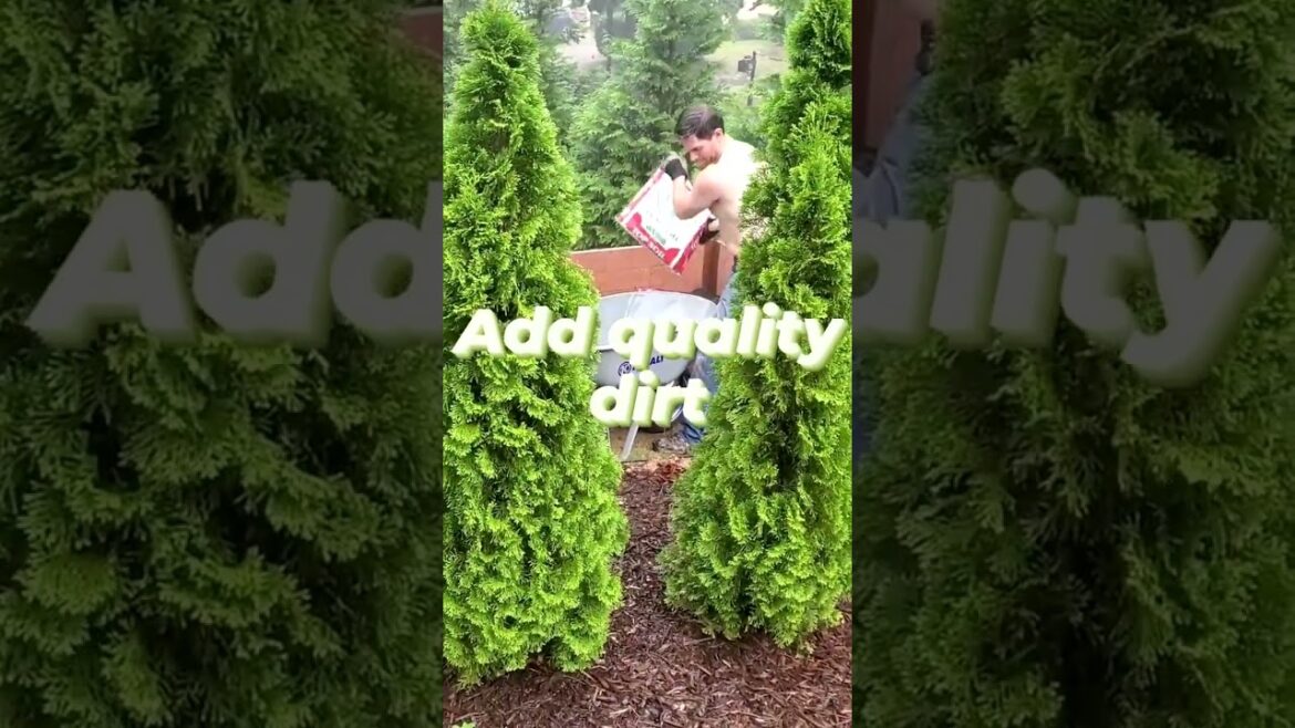 6 EASY steps to build your home gardening DREAM Raised Garden Beds in