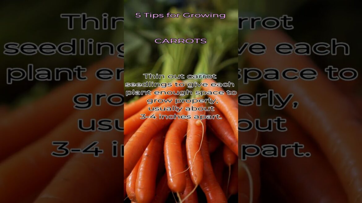 Garden Tips - Shorts Series - CARROTS
