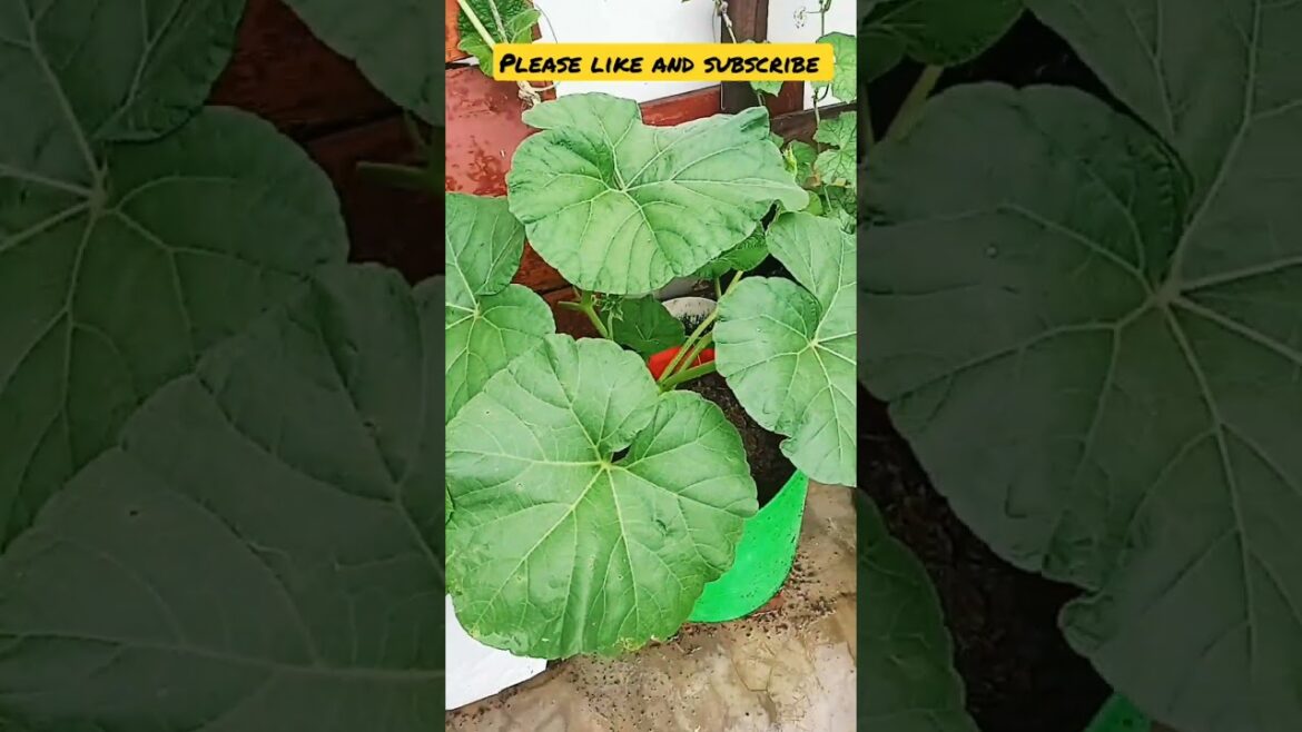 gardening ideas for home 🌾 |#shorts #youtubeshorts #shortvideo #gardening