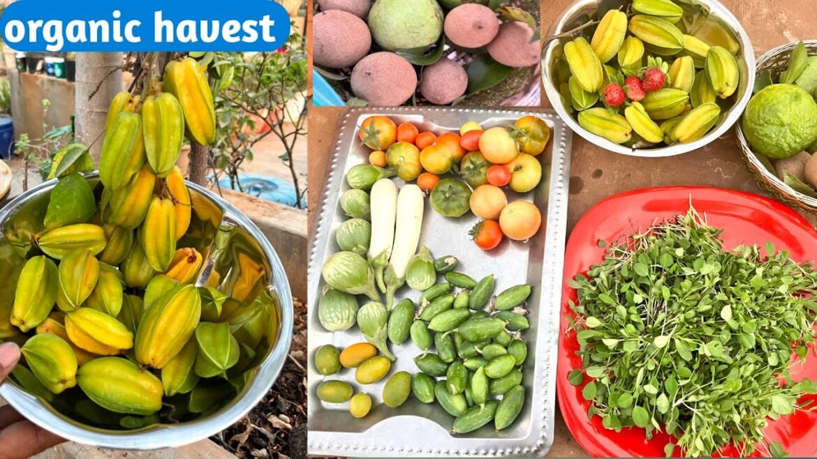 Fruits&vegetables harvest #terracegarden#gardening #fruit #vegetables#harvest @mymomsterracegarden Fruits&vegetables harvest #terracegarden#gardening #fruit #vegetables#harvest @mymomsterracegarden