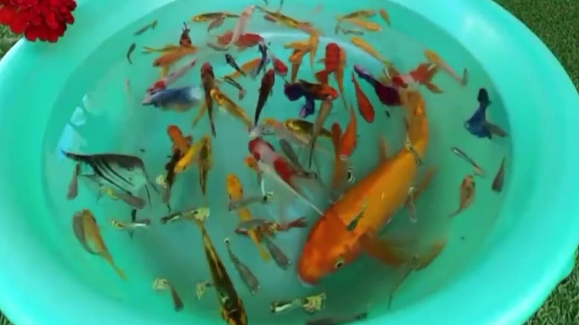 FISH POND and GARDEN DESIGN