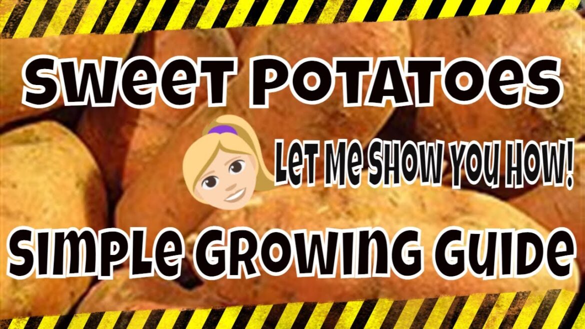 Sweet Potatoes | Old Fashion Garden Tips & Tricks