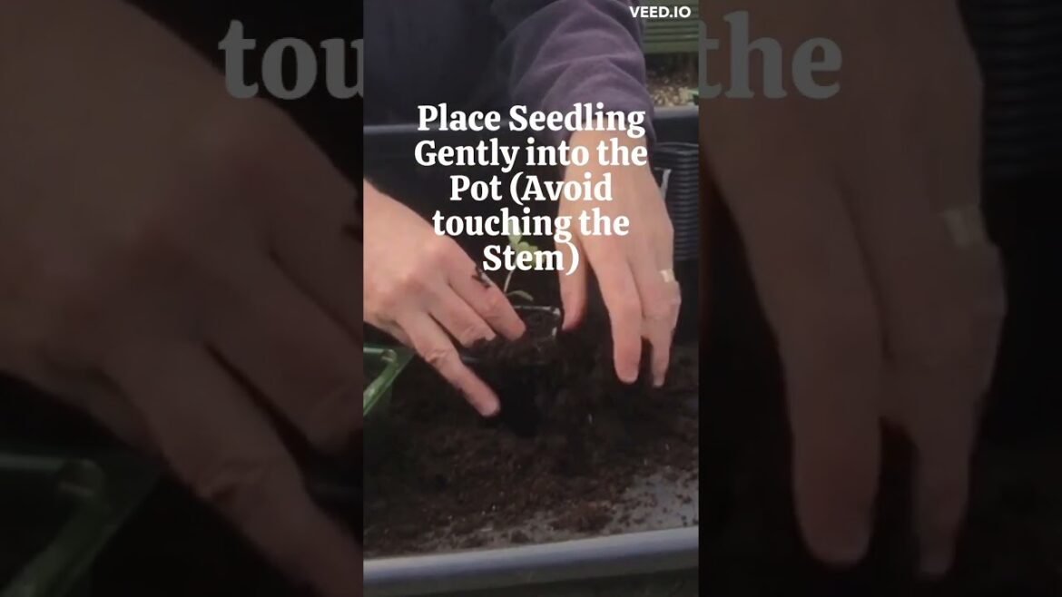 Pot On Tomato Plants in 30 Seconds #8 #shorts