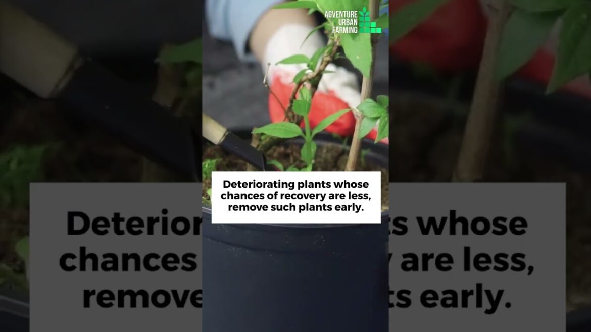 5 Gardening Tips To Save Time And Energy | Best Gardening Tips