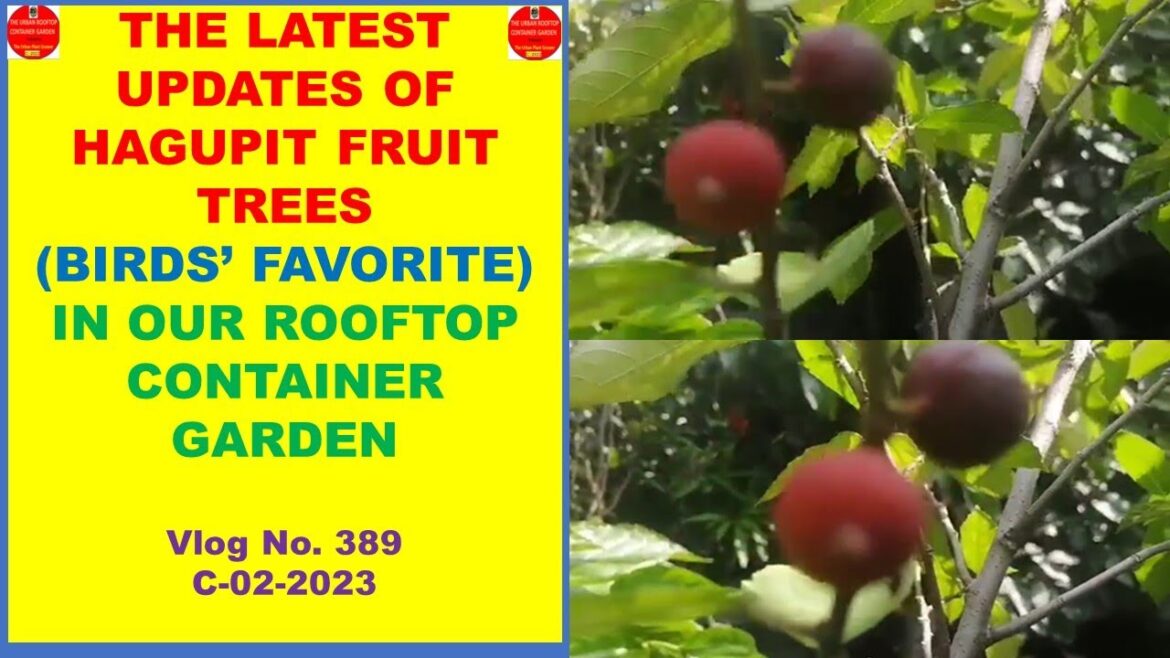 The Latest Updates of Hagupit Fruit Trees In Our Rooftop Container Garden | Birds’ Favorite Fruits | The Latest Updates of Hagupit Fruit Trees In Our Rooftop Container Garden | Birds' Favorite Fruits |