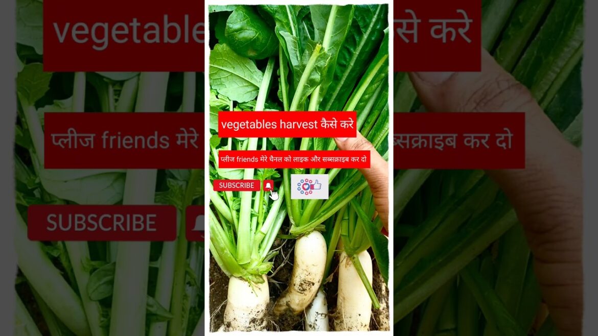 #shorts#gardening tips & home gardening#garden ideas for beginners & vegetables harvest at home #shorts#gardening tips & home gardening#garden ideas for beginners & vegetables harvest at home