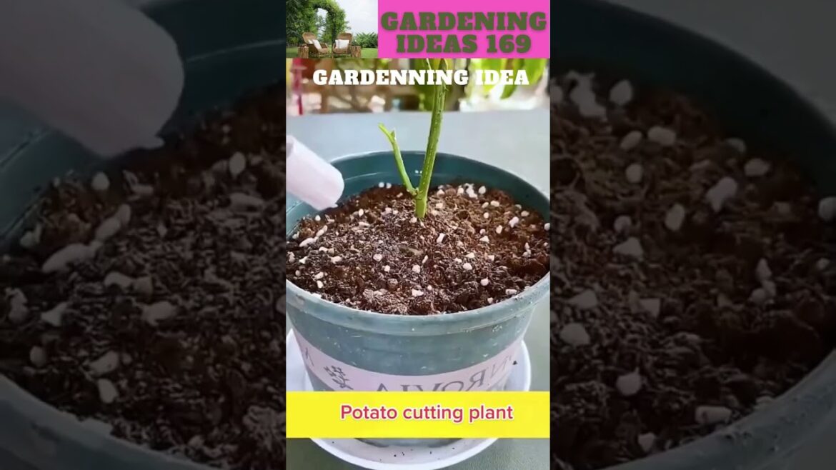 You can also try this😆🌴🌱🌿😇/gardening ideas nonstop  😇…