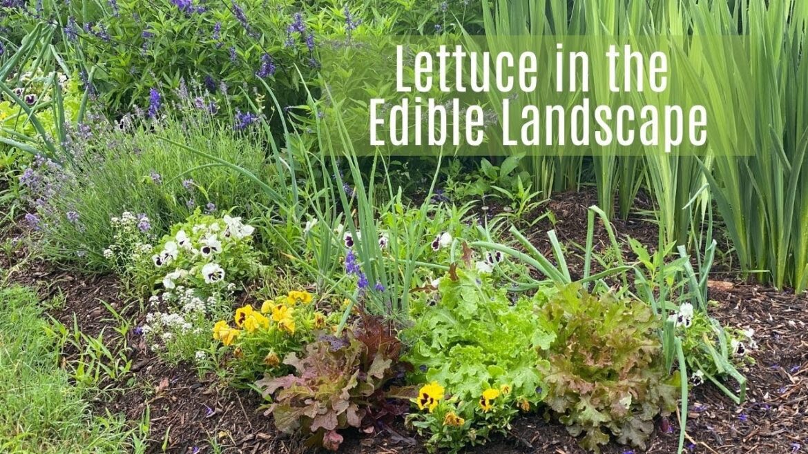 Eat Your Lettuce And Have It Too In Your Edible Landscaping Eat Your Lettuce And Have It Too In Your Edible Landscaping