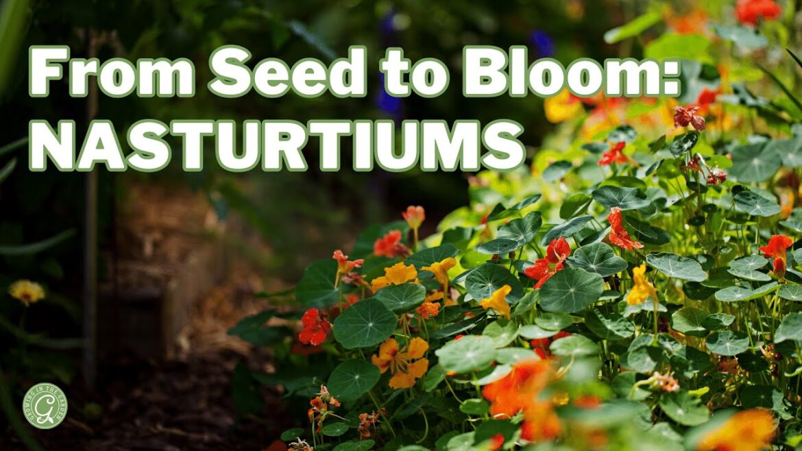 Nasturtiums: From Seed to Bloom Nasturtiums: From Seed to Bloom