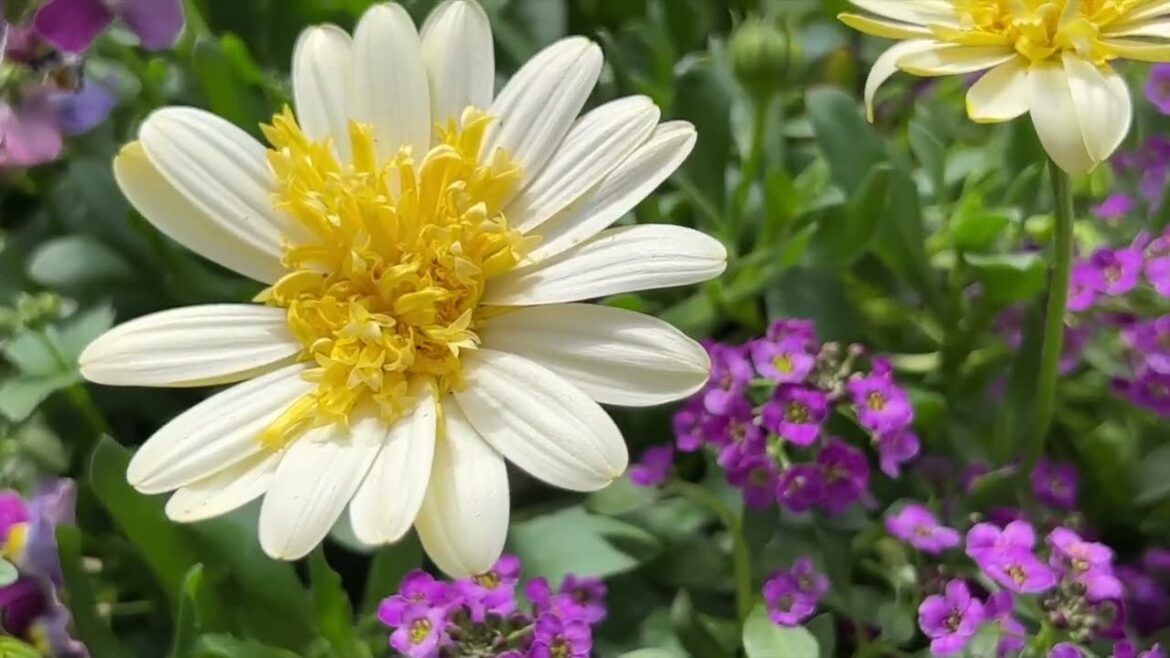 Start Spring with a Colorful Container of Cool Tolerant Annuals!