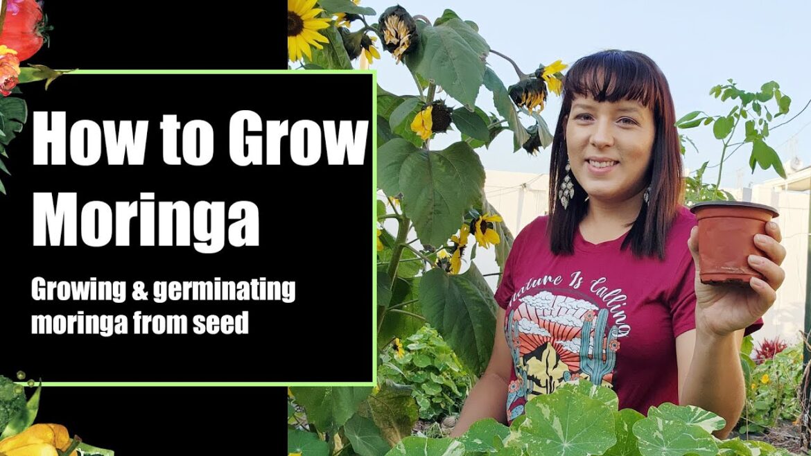 How to germinate moringa seeds – get faster germination #moringa #gardening #superfood #homegrown How to germinate moringa seeds - get faster germination #moringa #gardening #superfood #homegrown