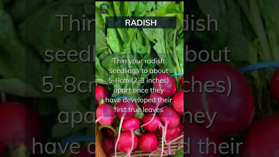 Radish Growing Basics. Add your tips below 👇 #radish #basics #tips