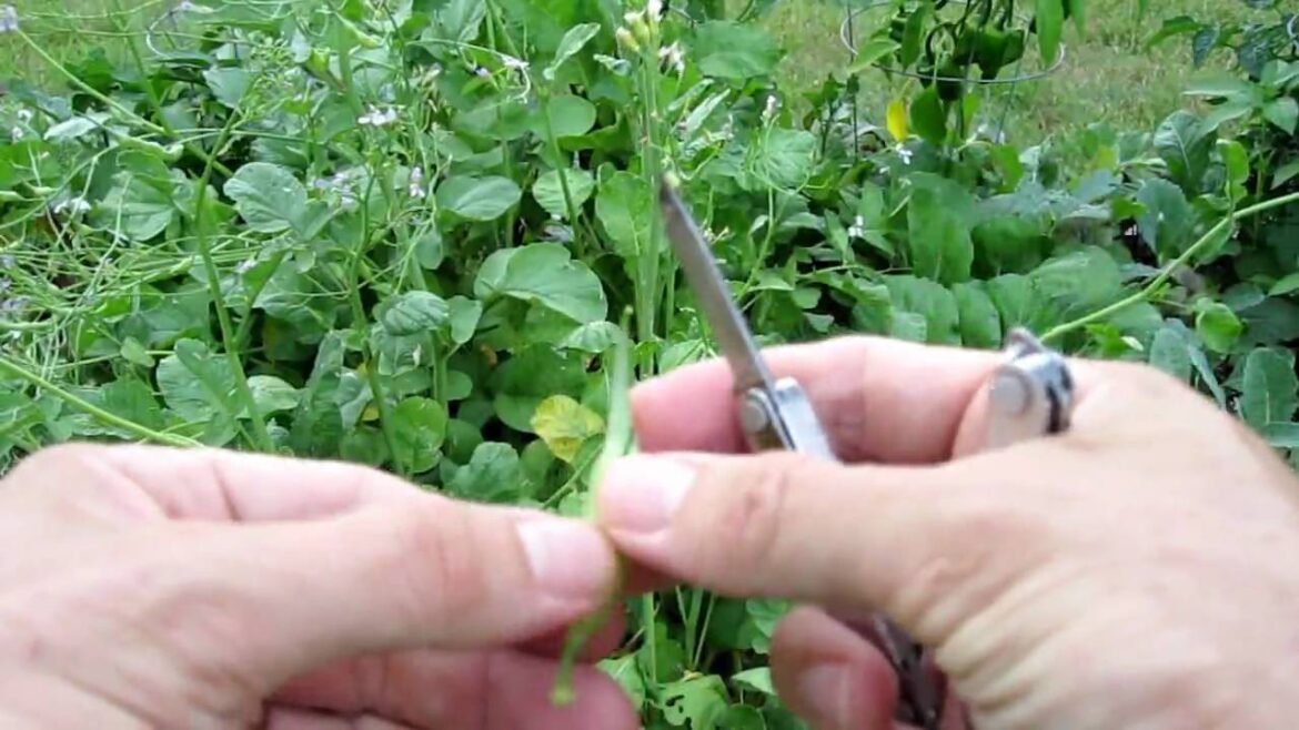 Edible Radish Seed Pods - Raised Bed Container Garden - Organic Gardening