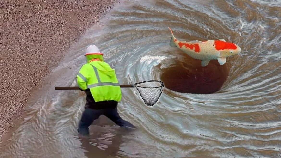 SAVING KOI FISH FROM DRIED UP POND!! SAVING KOI FISH FROM DRIED UP POND!!