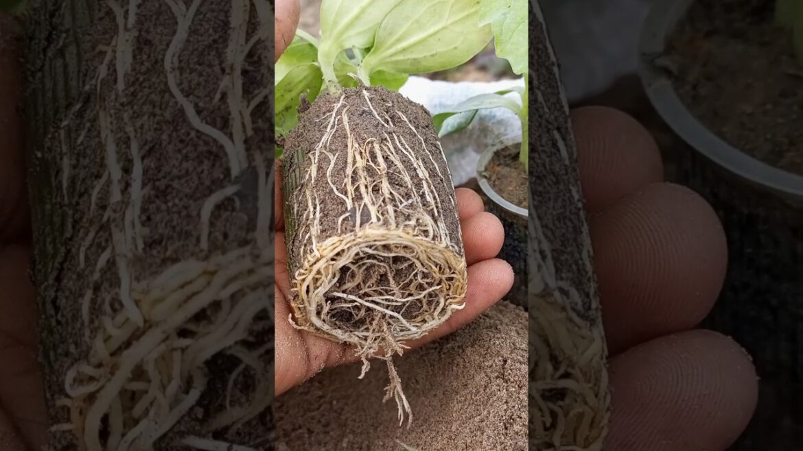 Sponge gourd #shorts short #youtubeshorts #gardening #garden