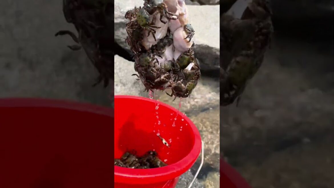 Tips for catching sea crabs are so simple #short #Satisfying #respect #fyp #funny #agriculture