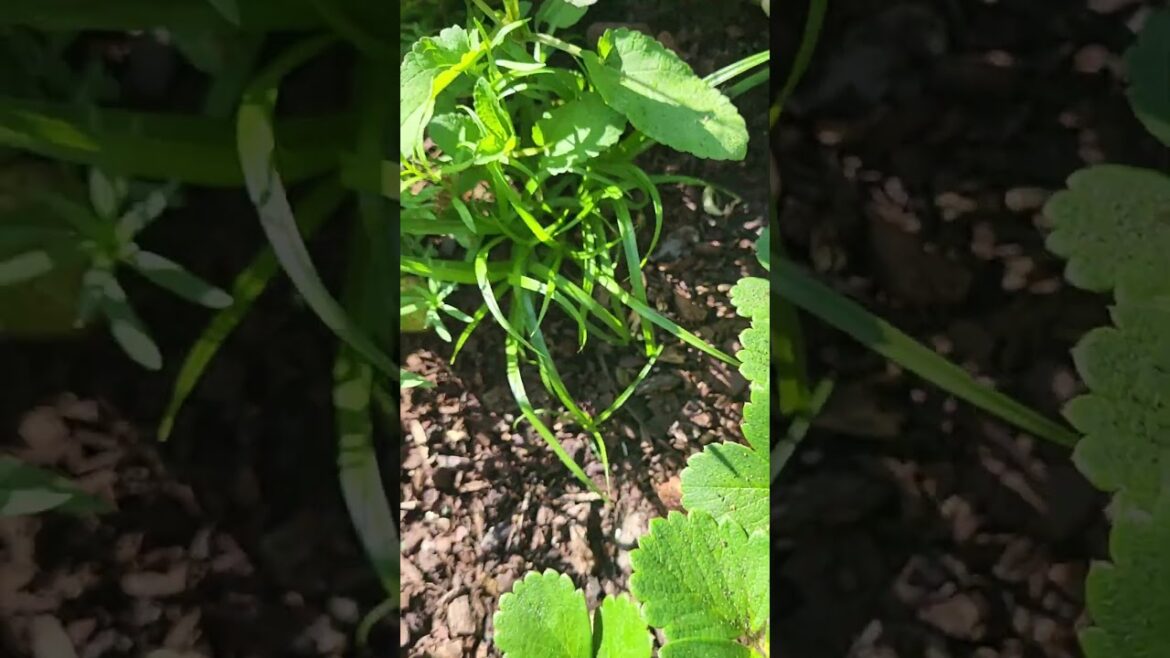 Strawberries from the Backyard Garden