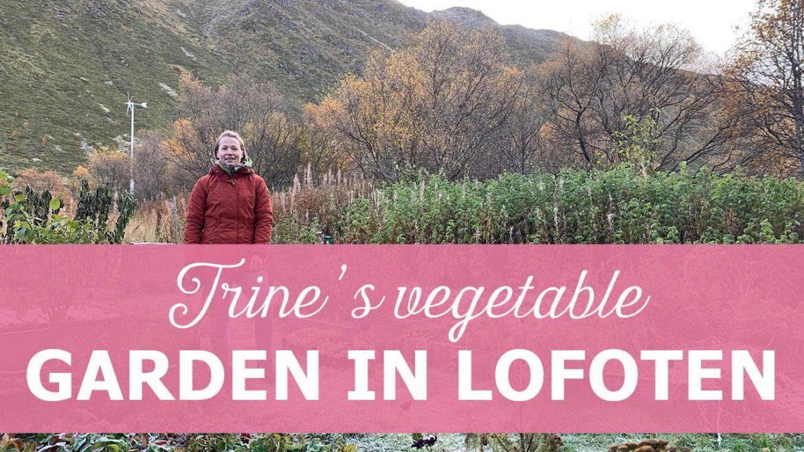 Trines vegetable garden at Lofoten, Norway