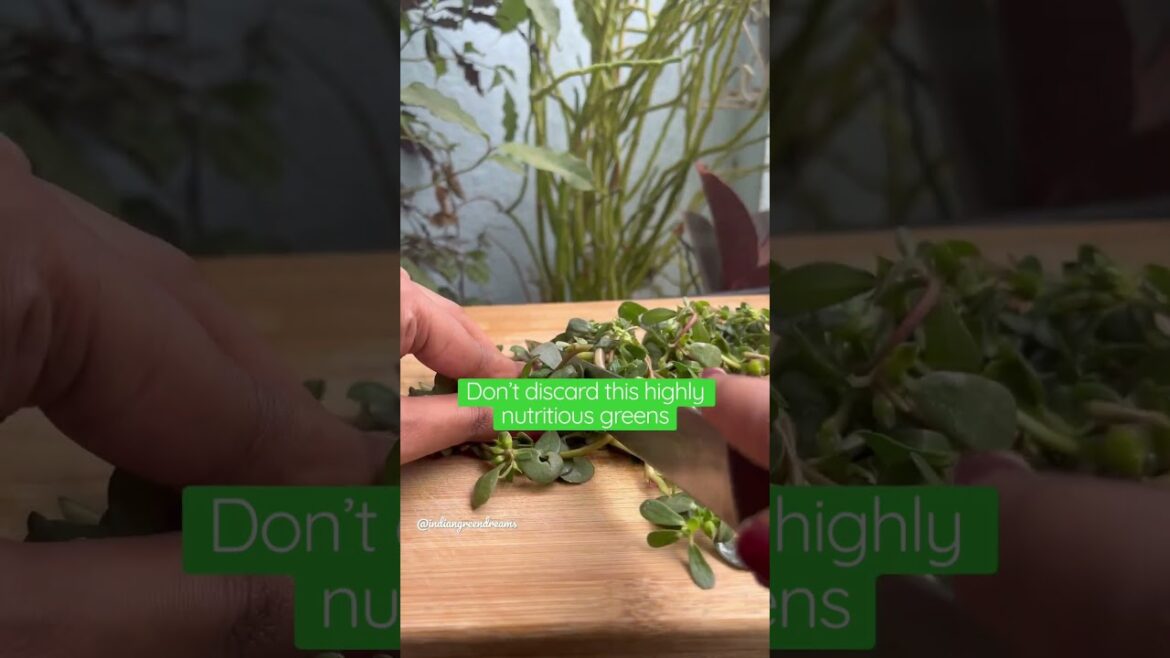 Have you ever eaten purslane ?