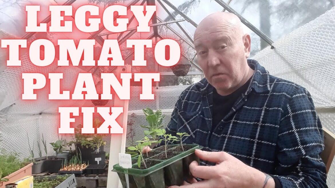 Leggy Tomato Plant Fix [Gardening Allotment UK] [Grow Vegetables At Home ]
