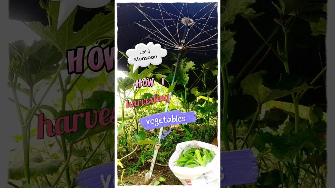 #shorts#gardeningtips & home gardening#garden ideas for beginners & harvesting vegetables at home #shorts#gardeningtips & home gardening#garden ideas for beginners & harvesting vegetables at home
