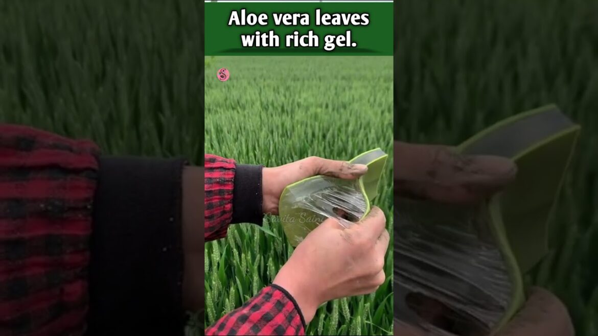 aloevera leave with rich gel || #ediblealoevera #shortsfeed #shorts #savitasaini aloevera leave with rich gel || #ediblealoevera #shortsfeed #shorts #savitasaini