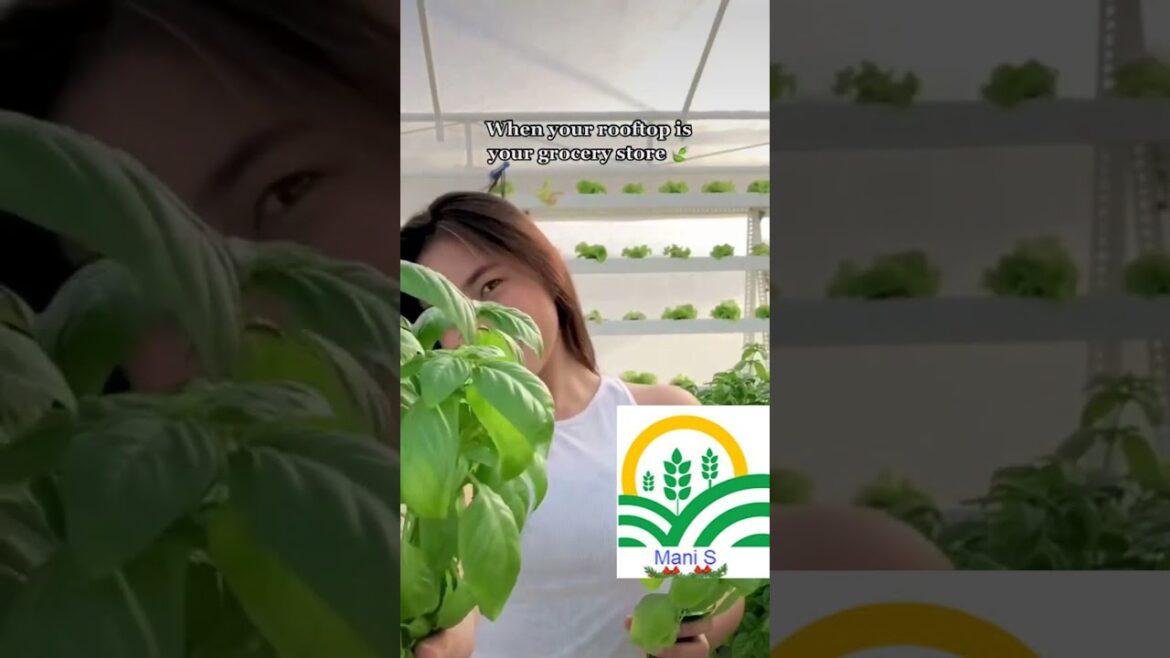 ROOF TOP GARDEN | DIY TERRACE GARDEN | GARDENING TIPS | GARDENING IDEAS #shorts ROOF TOP GARDEN | DIY TERRACE GARDEN | GARDENING TIPS | GARDENING IDEAS #shorts