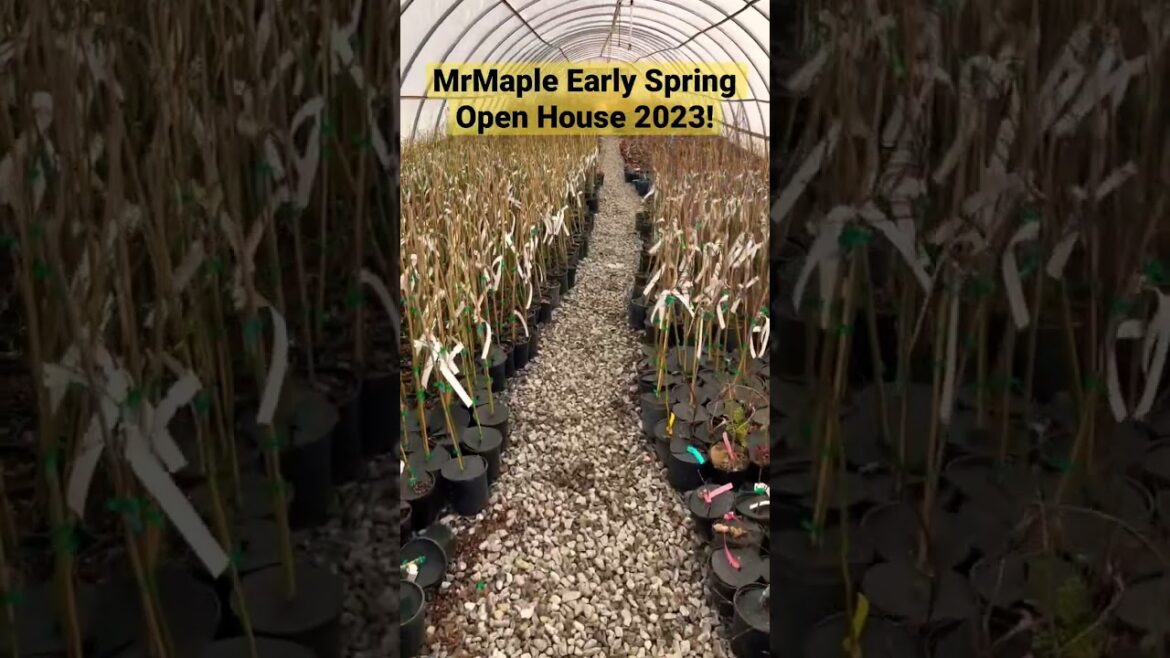 MrMaple Early Spring Open House 2023! Thousands of Japanese Maples & Much More! MrMaple Early Spring Open House 2023! Thousands of Japanese Maples & Much More!