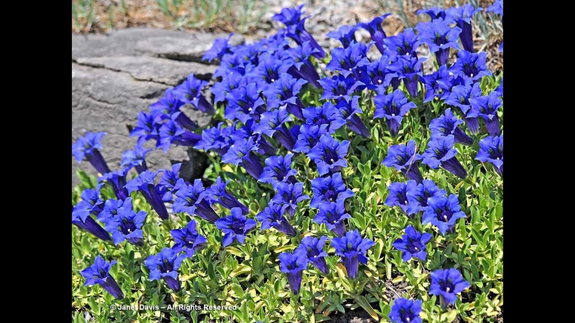 March Nursery tour/New plants/Seedling update/Garden Style nw