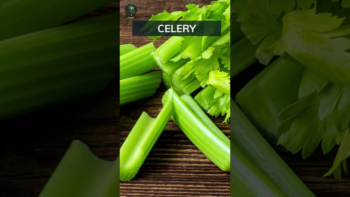 Celery Growing Basics. Add your tips below 👇 #celery #basics #tips Celery Growing Basics. Add your tips below 👇 #celery #basics #tips