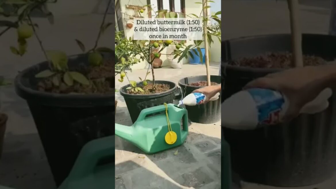 Gardening Tips #Bagwani Lemon 🍋 Nimbu