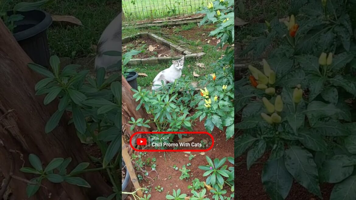 Chili Promo With Cats | 301 Cats Clips #shorts #youtubeshorts #trending #funny #gatos #cat